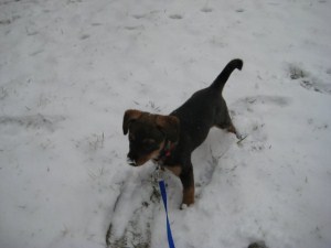 puppy in snow